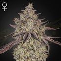 Skywalker Auto (Greenhouse Seeds) Feminiserade