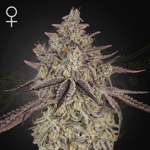 Skywalker Auto (Greenhouse Seeds) Feminiserade