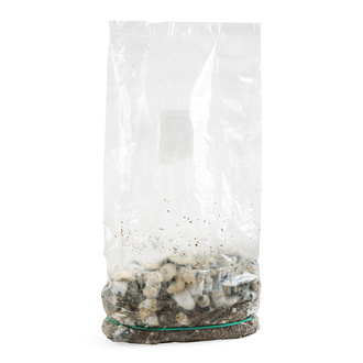 Zamnesia Ready-2-Grow Bag "Bluey Vuitton"