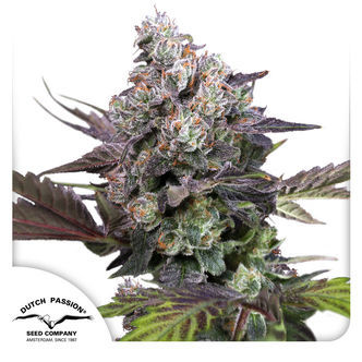 Candy Bubatz XL (Dutch Passion) feminiserade cannabisfr&ouml;n