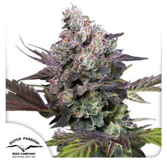 Candy Bubatz XL (Dutch Passion) Feminiserade