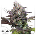 Candy Bubatz XL (Dutch Passion) Feminiserade
