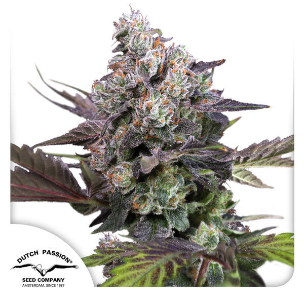 Candy Bubatz XL (Dutch Passion) Feminiserade
