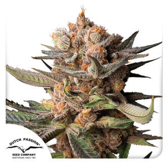 Auto Frozen Biscotti (Dutch Passion) feminiserade