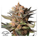 Auto Frozen Biscotti (Dutch Passion) Feminiserade