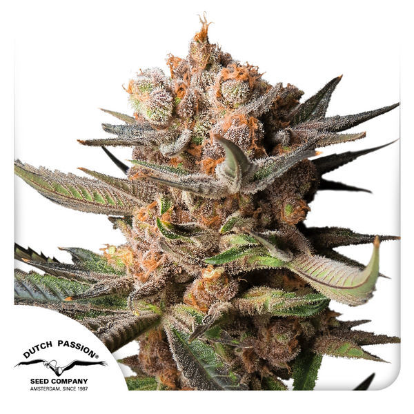 Auto Frozen Biscotti (Dutch Passion) Feminiserade