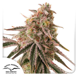 Frozen Biscotti (Dutch Passion) feminiserade cannabisfr&ouml;n