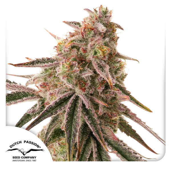 Frozen Biscotti (Dutch Passion) Feminiserade