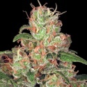 Autoflower Collection Pack 2 (Paradise Seeds) Feminiserade