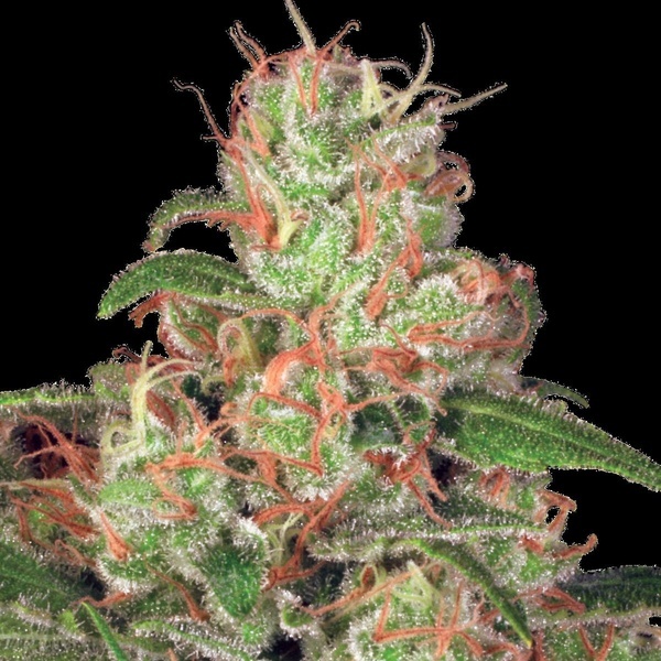 Autoflower Collection Pack 2 (Paradise Seeds) Feminiserade