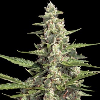 Autoflower Collection Pack 2 (Paradise Seeds) Feminiserade