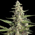 Autoflower Collection Pack 2 (Paradise Seeds) Feminiserade