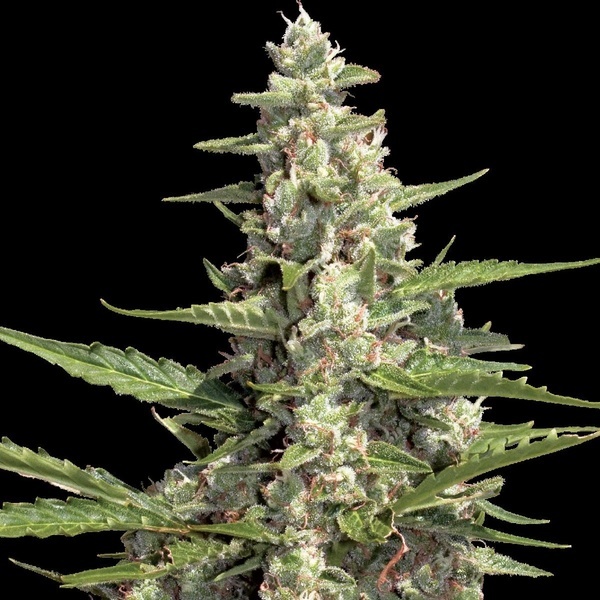 Autoflower Collection Pack 2 (Paradise Seeds) Feminiserade