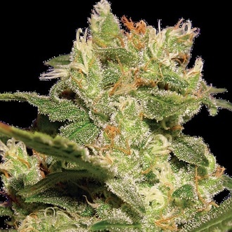 Autoflower Collection Pack 2 (Paradise Seeds) Feminiserade