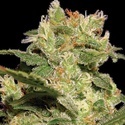 Autoflower Collection Pack 2 (Paradise Seeds) Feminiserade