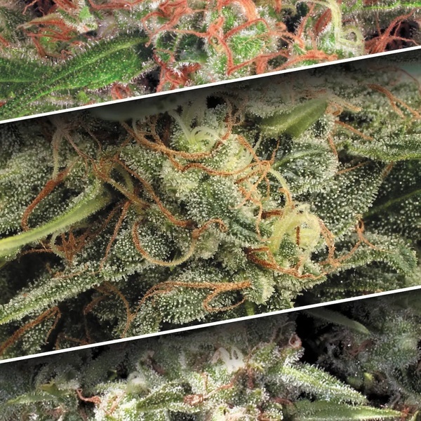 Autoflower Collection Pack 2 (Paradise Seeds) Feminiserade