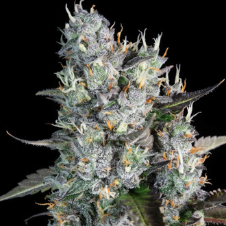 Red Velvet Auto (Paradise Seeds) Feminiserade