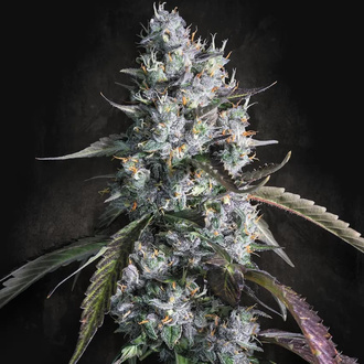 Red Velvet Auto (Paradise Seeds) Feminiserade