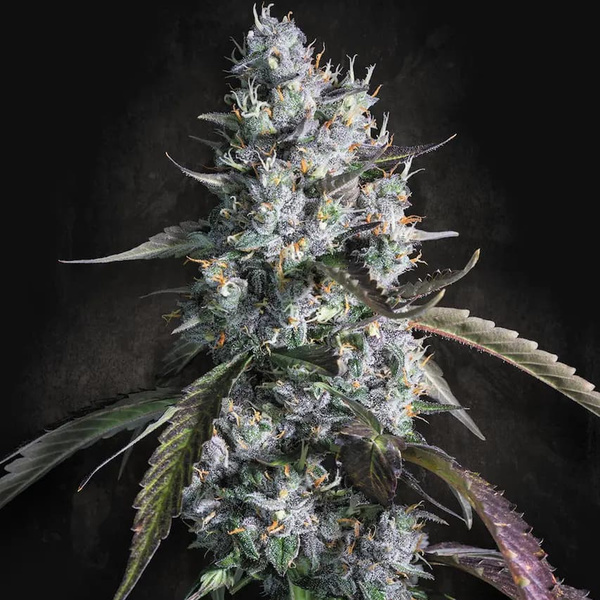 Red Velvet Auto (Paradise Seeds) Feminiserade