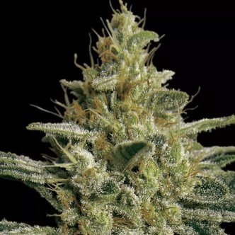 Allkush (Paradise Seeds) feminiserade cannabisfr&ouml;n
