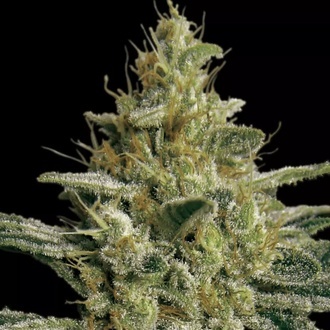 Allkush (Paradise Seeds) Feminiserade