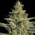 Allkush (Paradise Seeds) Feminiserade