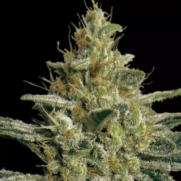 Allkush (Paradise Seeds) Feminiserade