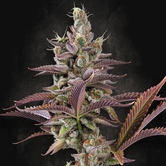 Apricot Candy (Paradise Seeds) feminiserade cannabisfr&ouml;n