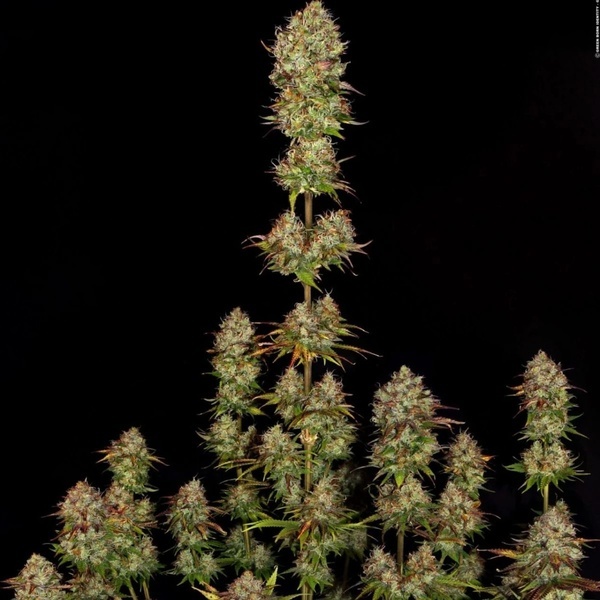 Apricot Candy (Paradise Seeds) Feminiserade