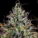 Apricot Candy (Paradise Seeds) Feminiserade
