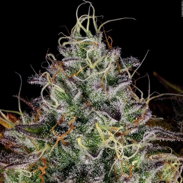 Apricot Candy (Paradise Seeds) Feminiserade