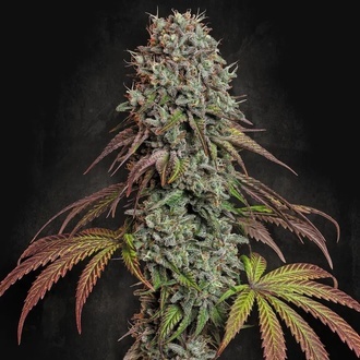 Blue Gem (Paradise Seeds) Feminiserade