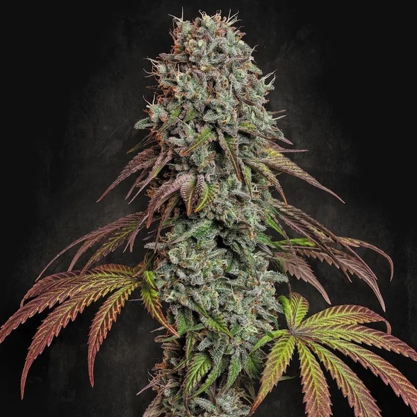 Blue Gem (Paradise Seeds) Feminiserade