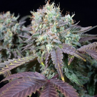 Blue Gem (Paradise Seeds) Feminiserade