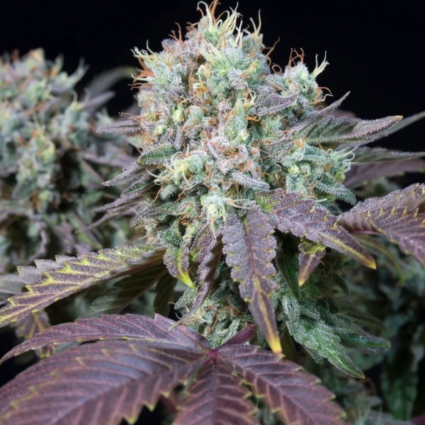 Blue Gem (Paradise Seeds) Feminiserade