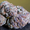 Blue Gem (Paradise Seeds) Feminiserade