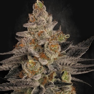 Chocolate Wafflez (Paradise Seeds) feminiserade
