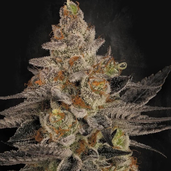 Chocolate Wafflez (Paradise Seeds) Feminiserade