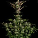 Chocolate Wafflez (Paradise Seeds) Feminiserade