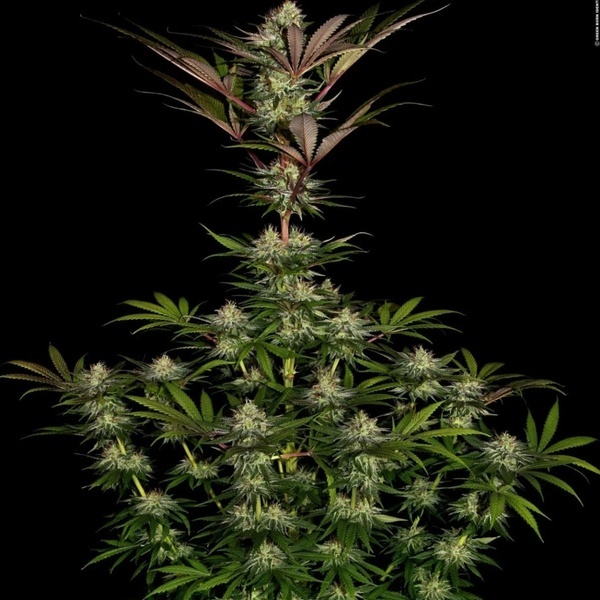 Chocolate Wafflez (Paradise Seeds) Feminiserade