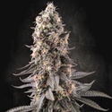 El Dorado OG (Paradise Seeds) Feminiserade