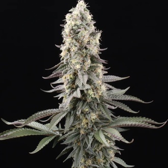 El Dorado OG (Paradise Seeds) Feminiserade
