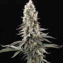 El Dorado OG (Paradise Seeds) Feminiserade