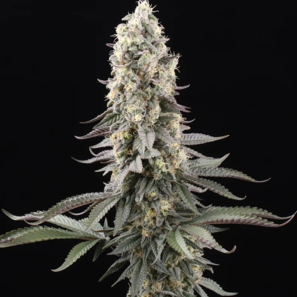 El Dorado OG (Paradise Seeds) Feminiserade