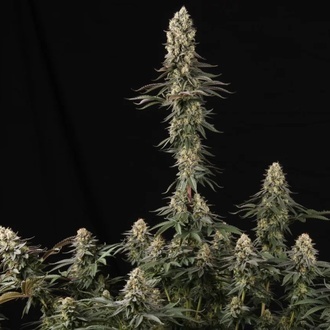 El Dorado OG (Paradise Seeds) Feminiserade