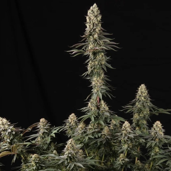 El Dorado OG (Paradise Seeds) Feminiserade