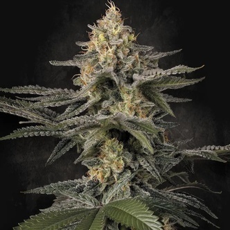 Glowstarz (Paradise Seeds) feminiserade