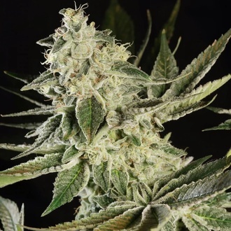 Glowstarz (Paradise Seeds) Feminiserade