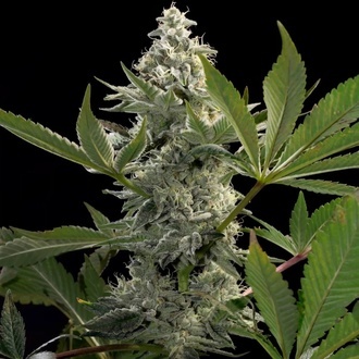 Glowstarz (Paradise Seeds) Feminiserade