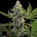 Glowstarz (Paradise Seeds) Feminiserade